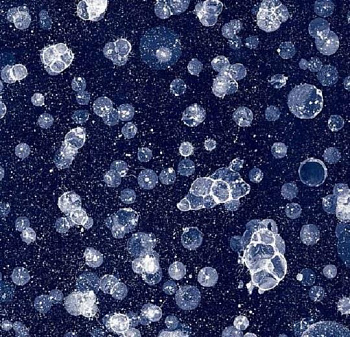 001593 Starwalk Blue